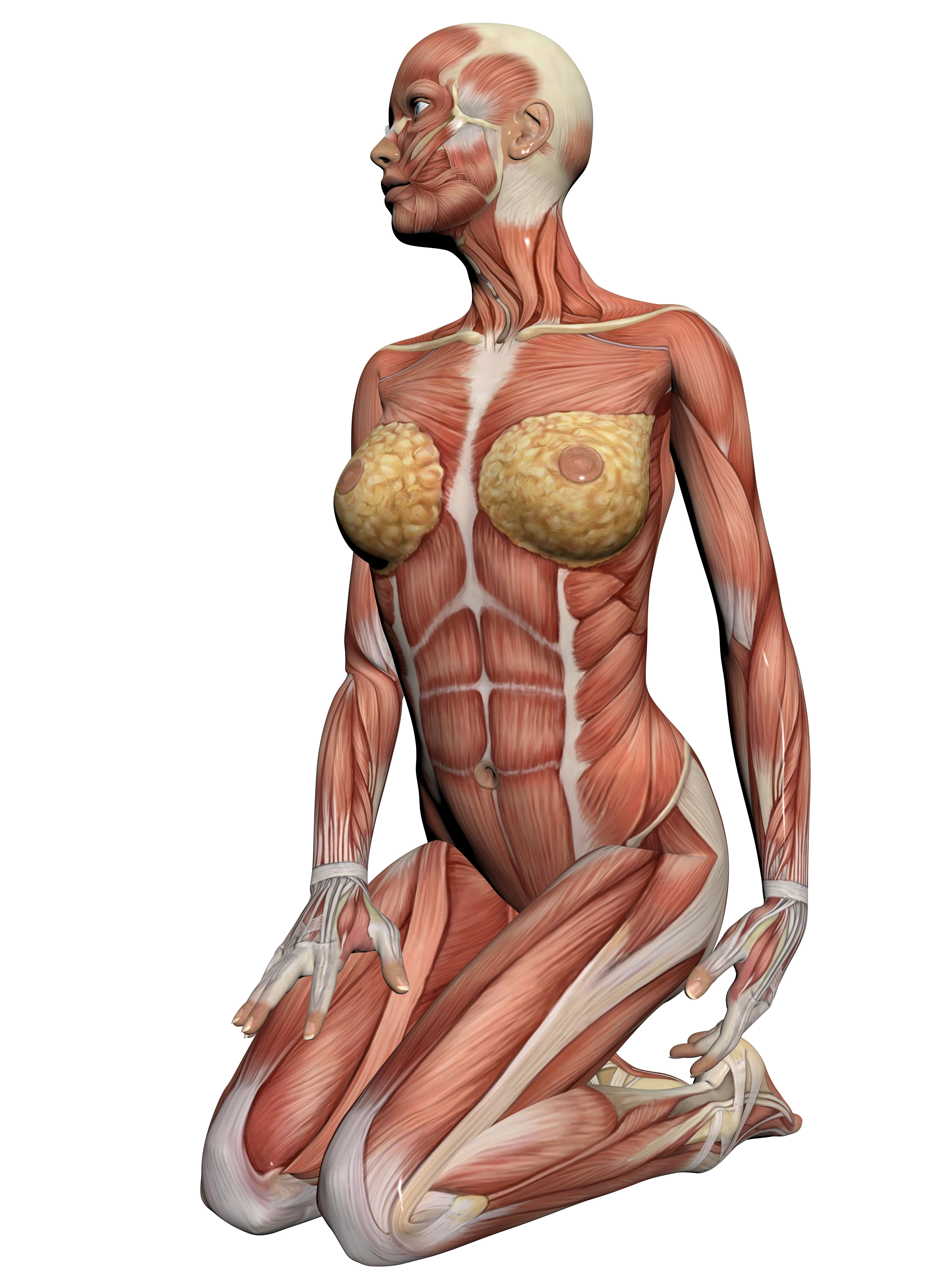Human Anatomy - Female Muscles made in 3d software