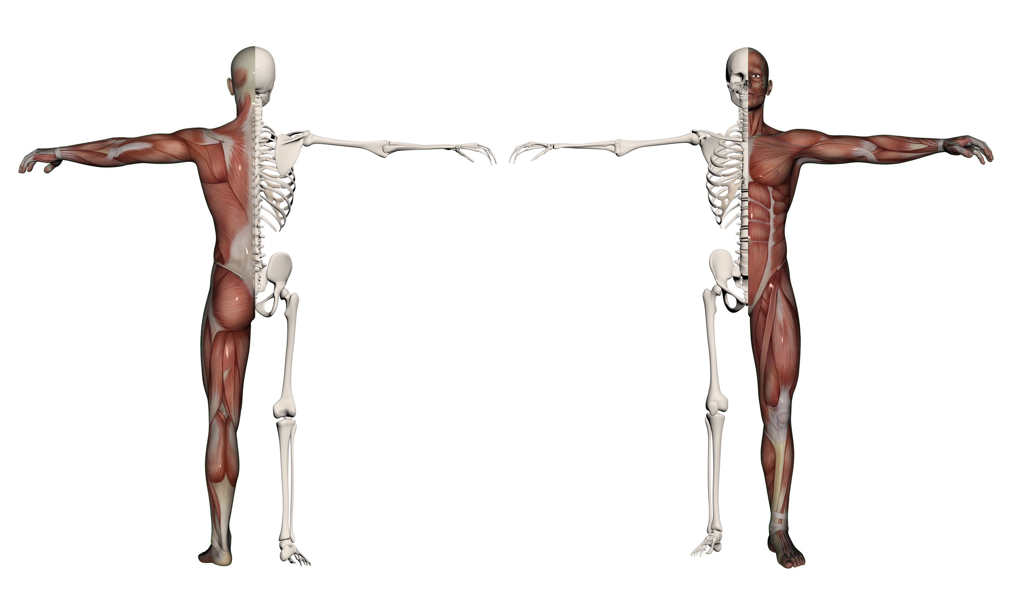 Human body of a man with muscles and skeleton/a reminder that we're all the same